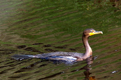 [A cormorant swims from left to right. It has a much thinnner-looking neck than the one in the prior photo.]